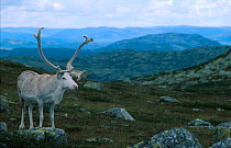 Old Reindeer bull resting in windy place to avoid biting insects {Rangifer tarandus} summer. Buskerud, Norefjell, Norway