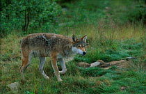 European grey wolf male {Canis lupus} Norway