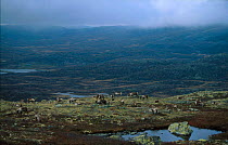Reindeer herd {Rangifer tarandus} in upland tundra landscape. Buskerud, Norefjell, Norway