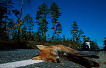 Red fox road kill {Vulpes vulpes} Norway