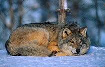 European grey wolf male {Canis lupus} Norway - captive
