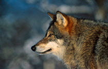 European grey wolf portrait {Canis lupus} Norway - captive