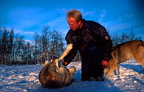 Man patting European grey wolf {Canis lupus} who exhibits submissive behaviour - Man is leader of the pack, Norway