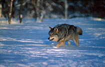 European grey wolf male running across snow {Canis lupus}  Norway