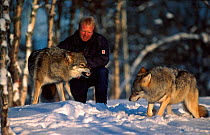 Supported by his leader (man) male European grey wolf bares teeth to show female she is not welcome. {Canis lupus} Norway