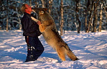 European grey wolf {Canis lupus} greets man, Norway