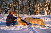 Man with Alpha male and female  European grey wolves {Canis lupus} Norway