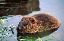 Eurasian beaver in water {Castor fiber} Norway