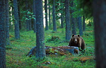 European Brown bear in pine forest {Ursus arctos} Finland