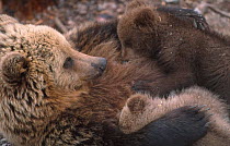 European Brown bear suckling cubs {Ursus arctos}  Finland