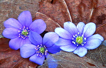 Hepatica {Hepatica nobilis} flowers Norway