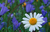 Ox-eye daisy {Leucanthemum vulgare} and Harebell {Campanula rotundifolia} flowering, Norway