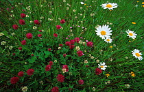 Ox-eye daisy {Leucanthemum vulgare} + Clover flowers. Norway