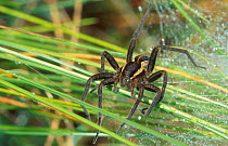 Raft spider {Dolomedes fimbriatus} Norway