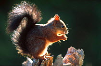 Red squirrel profile portrait {Sciurus vulgaris} Norway