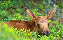 European moose one day-old calf {Alces alces} Norway