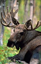 European moose, large 15 ft bull, resting {Alces alces} antlers in velvet, Norway