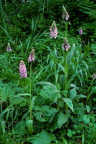 RF- Common spotted orchids (Dactylorhiza fuchsii). Surrey, UK. (This image may be licensed either as rights managed or royalty free.)