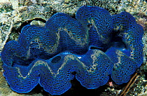 Crocus giant clam {Tridacna crocea} Banda Is, Moluccas, Indonesia