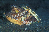 Veined octopus {Octopus marginatus} using empty shell + can lid for shelter. Indonesia