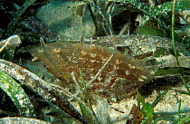 Penshell {Pinna carnea} in seagrass on seabed Caribbean sea
