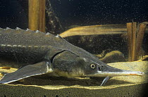 Siberian sturgeon {Acipenser baeri} captive, Delta del Ebro NP, Spain, vulnerable species