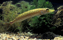 Juvenile Pike {Esox lucius} Delta del Ebro NP, Spain - captive