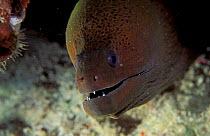 Giant moray eel {Gymnothorax javanicus} Milne Bay, Papua New Guinea