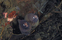 Grey faced moray eels {Siderea thyrsoidea} Indo Pacific