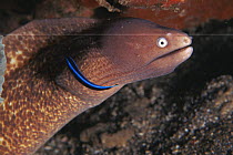 Grey faced moray eel and cleaner fish {Siderea thyrsoidea} Indo-pacific