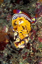 Nudibranch laying eggs {Nembrotha purpureolineata} Sulawesi, Indonesia