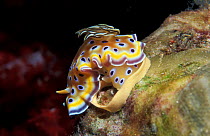 Nudibranch laying eggs {Chromodoris kuniei} Andaman sea, Thailand Similan islands