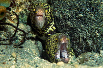 Snowflake moray eel {Echidna nebulosa} Milne Bay, Papua New Guinea