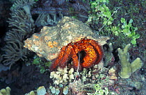 Large hermit crab {Dardanus megistos} Sulawesi, Indonesia