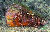 Large hermit crab {Dardanus lagopodes} Sulawesi, Indonesia