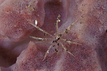 Sea spider {Pycnogonida} on sponge. Sulawesi, Indonesia