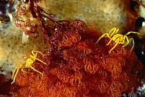 Sea spiders {Pseudopallene ambigua} on Bryozoan, Tasmania, Australia