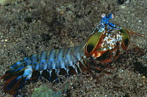 Shrimp {Odontodactylus scyllarus} Papua New Guinea