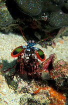 Mantis shrimp portrait {Odontodactylus scyllarus} Andaman sea, Thailand