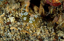 Squat anemone shrimp {Thor amboinensis} Sulawesi, Indonesia