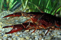 Louisiana swamp crayfish {Procamburus clarkii} captive Delta del Ebro NP, Spain