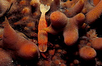 Emperor cleaner shrimp {Periclimenes imperator / Zenopontonia rex} on sea cucumber. Indo Pacific
