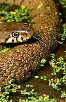 RF- Grass snake (Natrix natrix), UK. (This image may be licensed either as rights managed or royalty free.)