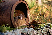 Wood mouse in garden {Apodemus sylvaticus} Sweden
