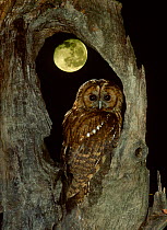 RF- Tawny owl with moon behind (Strix aluco), UK. (This image may be licensed either as rights managed or royalty free.)