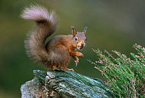 Red squirrel with hazelnut {Sciurus carolinensis} UK