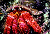 Hermit crab close up portrait {Diogenidae} Ustica Islands Italy