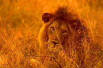 Male Lion portrait in evening light {Panthera leo} Serengeti NP, Tanzania