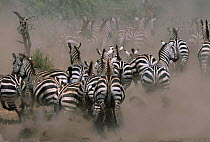 Common zebra on the run kicking up dust {Equus quagga} Serengeti NP Tanzania