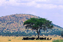 Wildebeest group in shade under tree {Connochaetes taurinus} Serengeti NP Tanzania